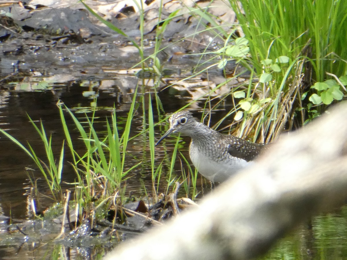 Solitary Sandpiper - ML98853511