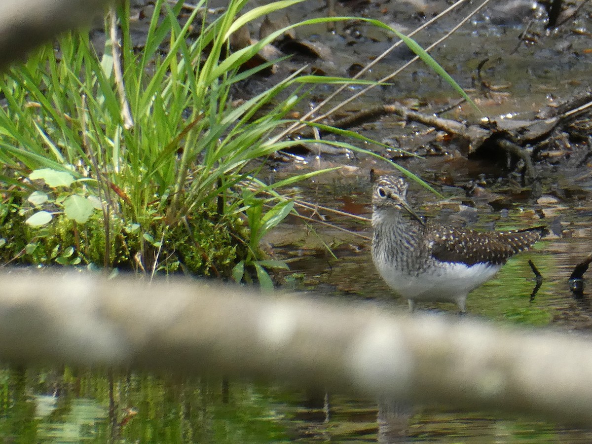 Solitary Sandpiper - ML98853521