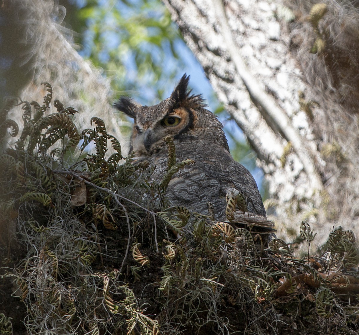Great Horned Owl - Norman Pillsbury
