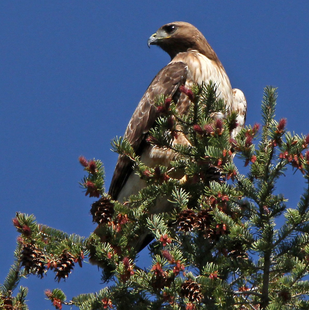 Red-tailed Hawk - ML98855121