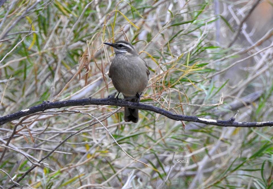 Buff-winged Cinclodes - ML98855401