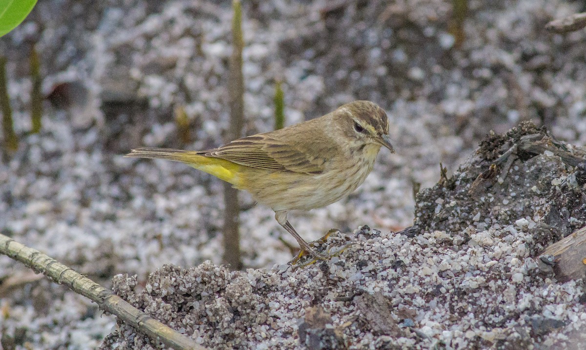 Palm Warbler - ML98856391