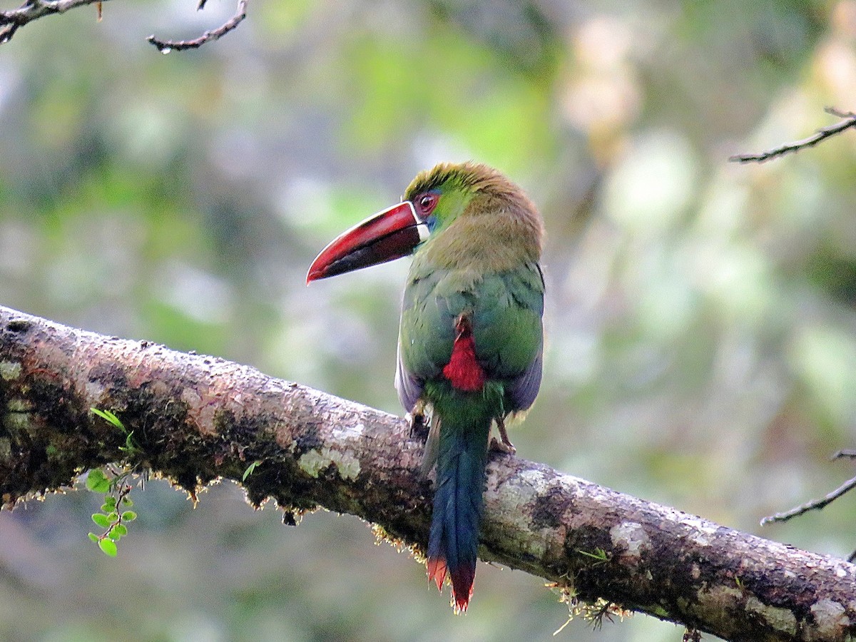 Crimson-rumped Toucanet - ML98856821