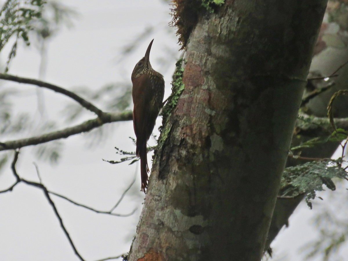 Streak-headed Woodcreeper - ML98857011