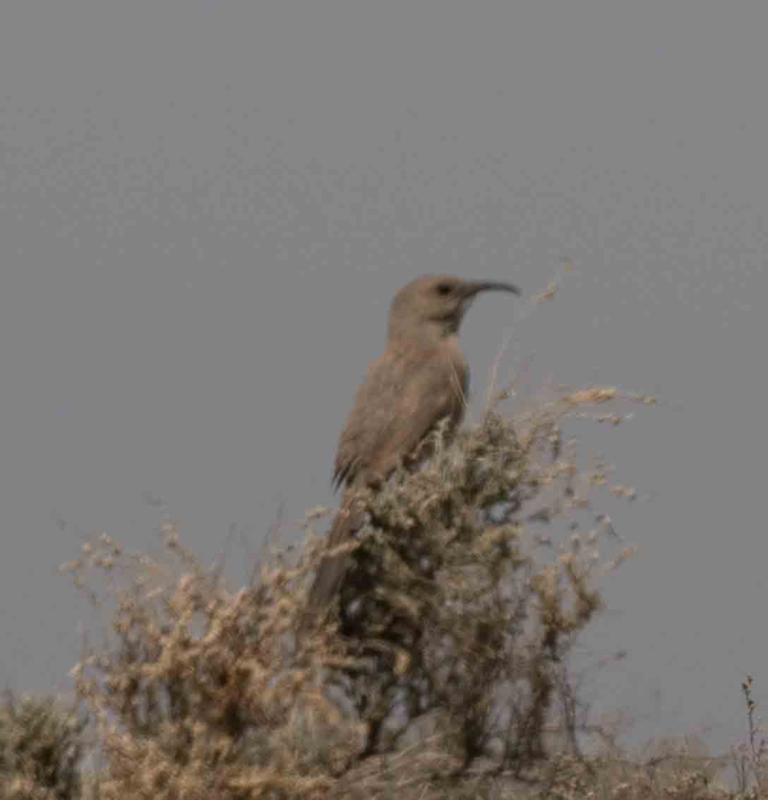 LeConte's Thrasher - ML98857171