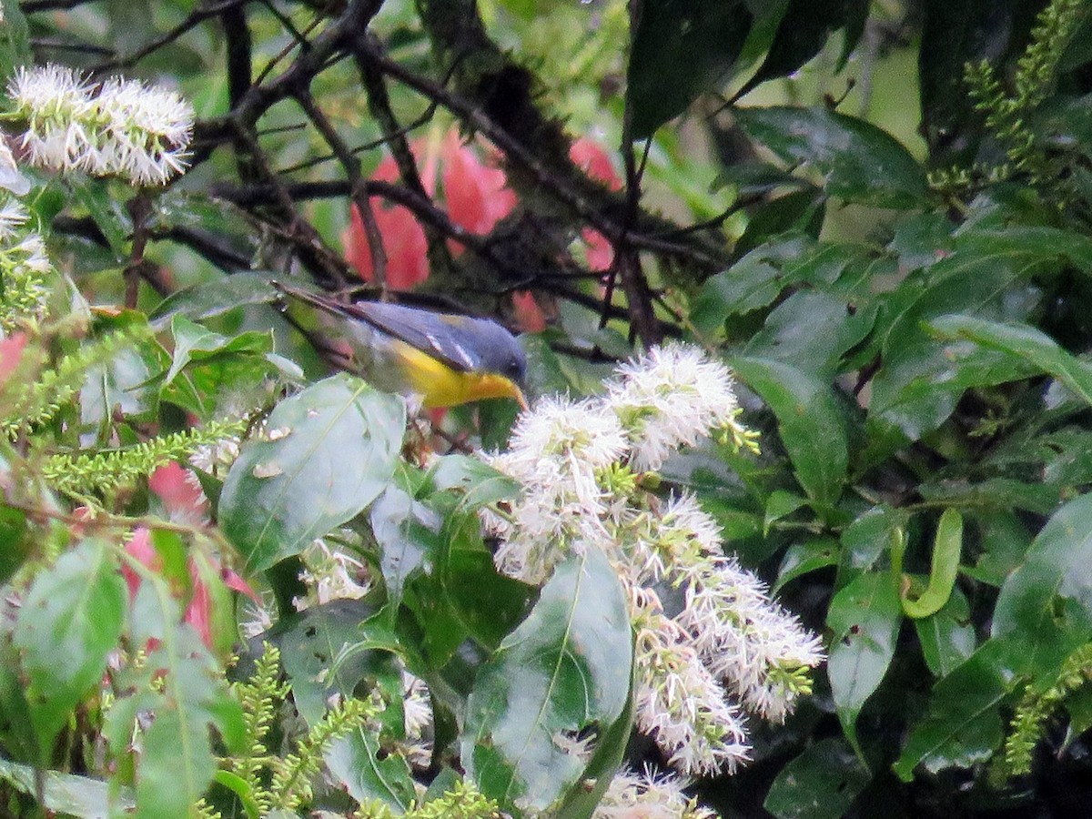 Tropical Parula - ML98857361