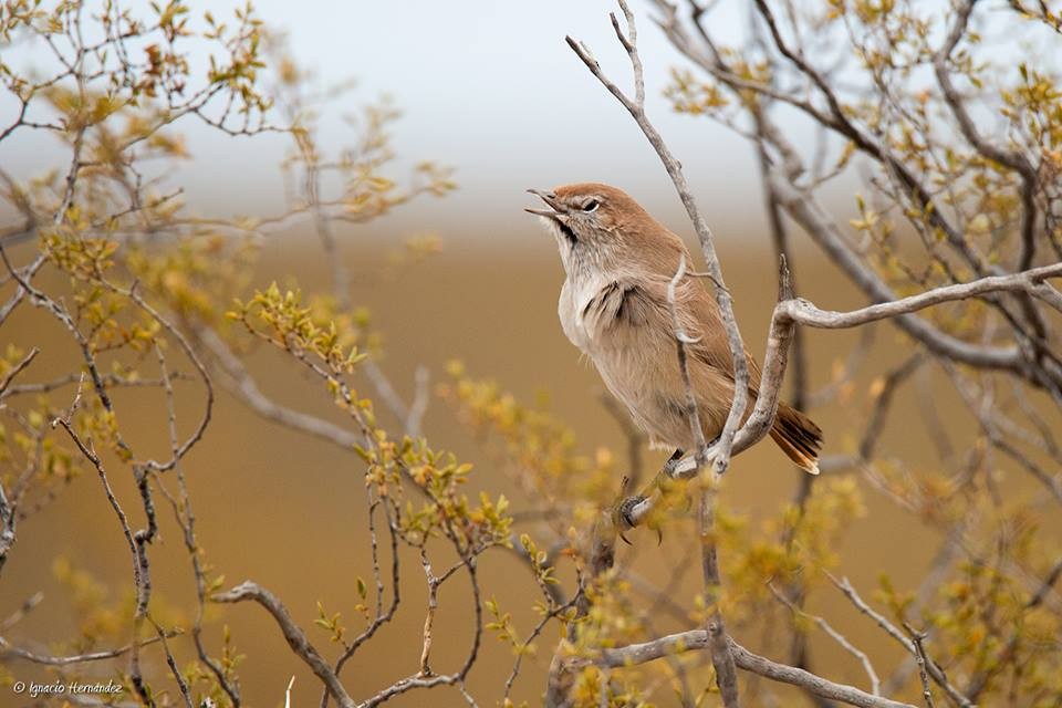 Fahltapaculo - ML98857541