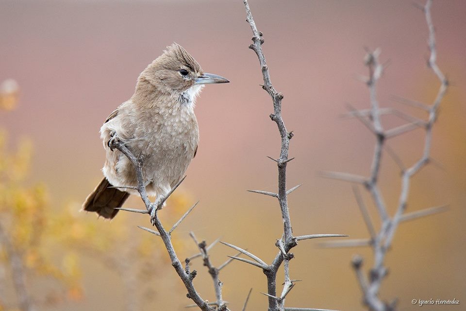 White-throated Cacholote - ML98858041