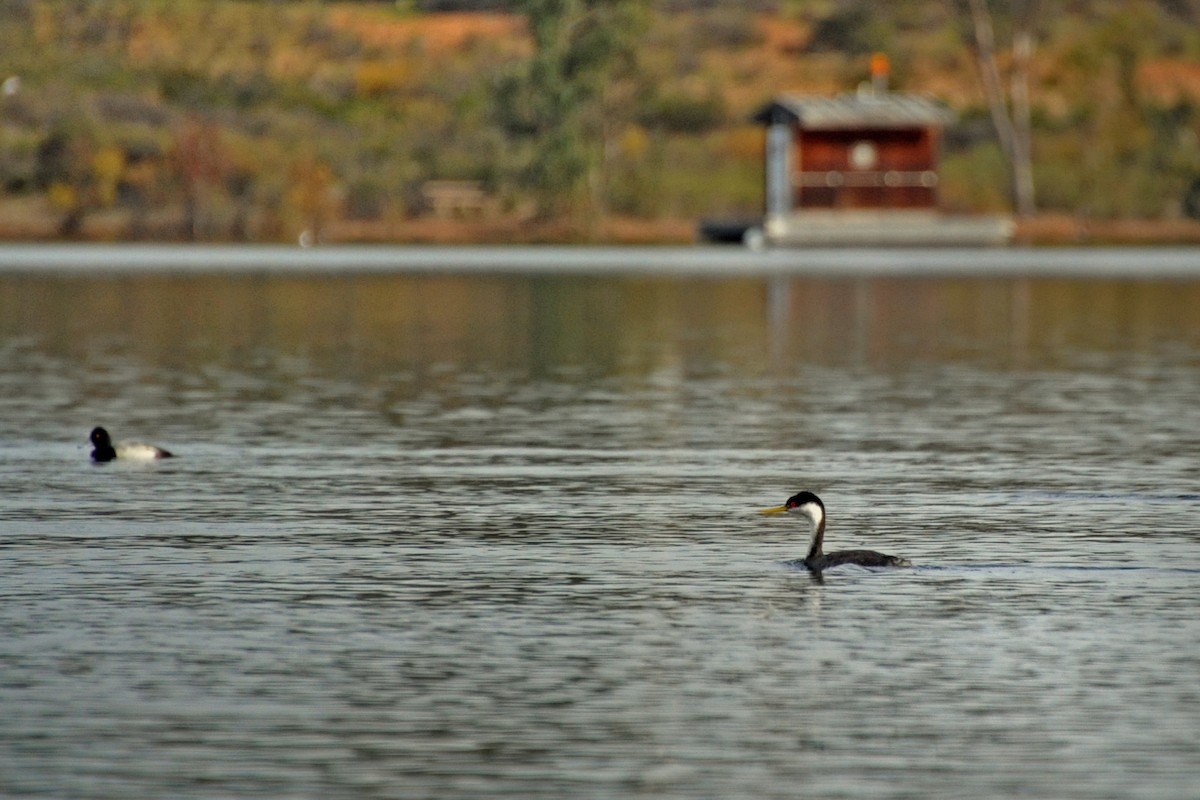 Western Grebe - ML98860091