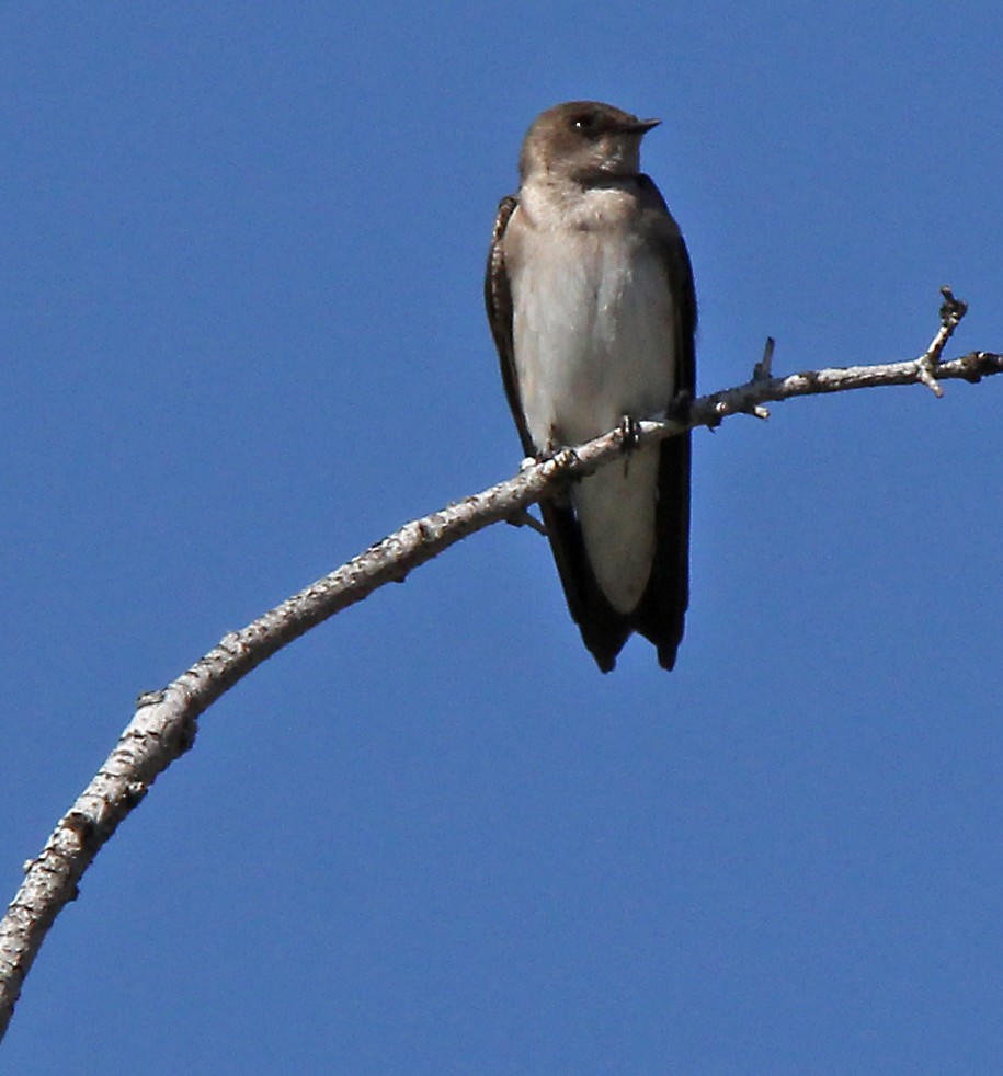 Northern Rough-winged Swallow - ML98861011