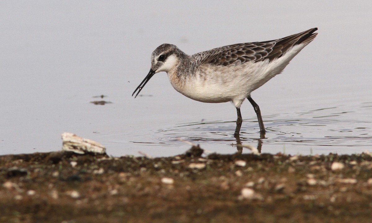 Wilson's Phalarope - Sean Fitzgerald