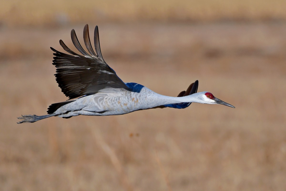 Sandhill Crane - Bryan Calk