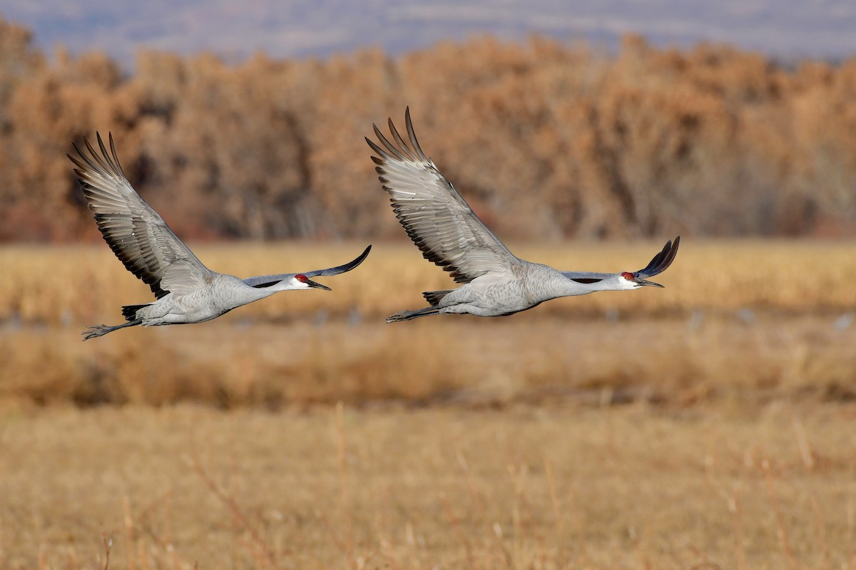 Sandhill Crane - Bryan Calk