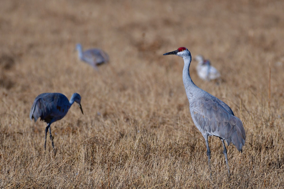 Sandhill Crane - ML98863261