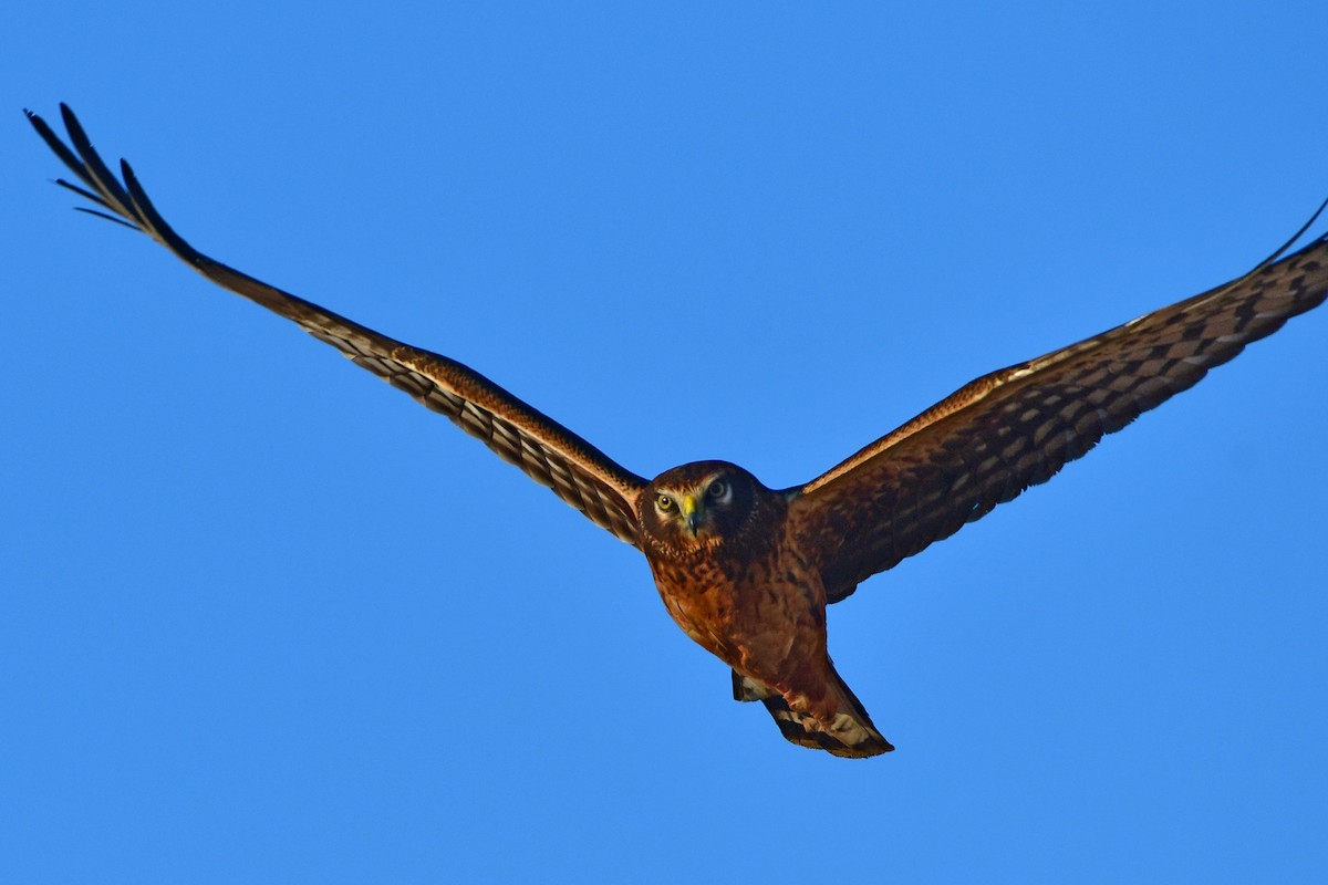 Northern Harrier - ML98863341