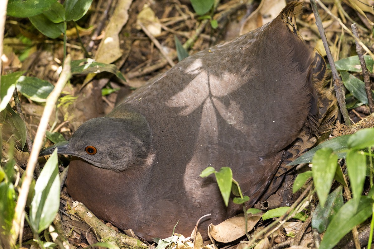 Brown Tinamou - ML98863871