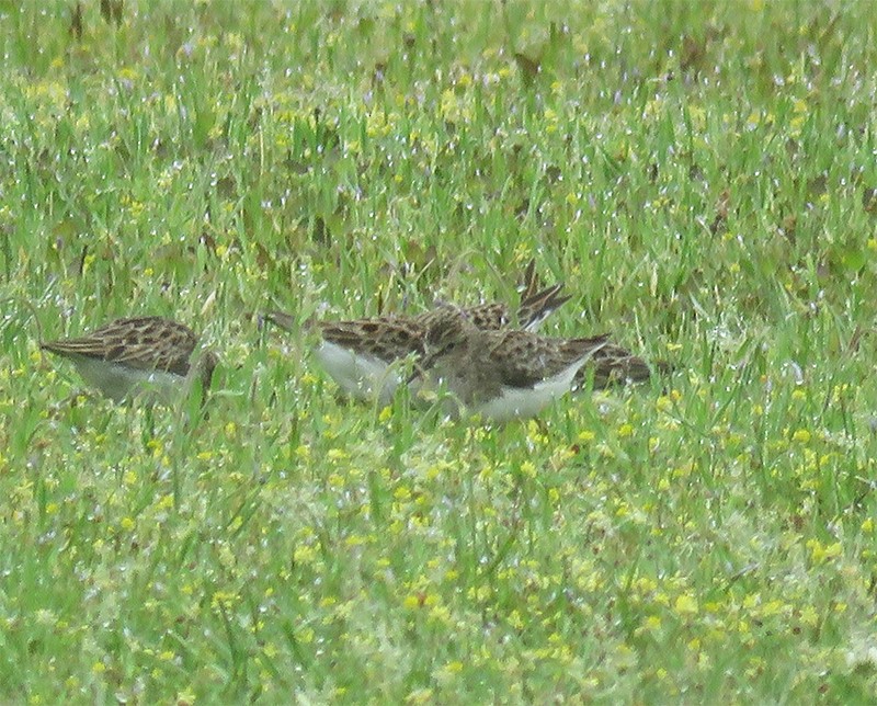 Semipalmated Sandpiper - ML98864271