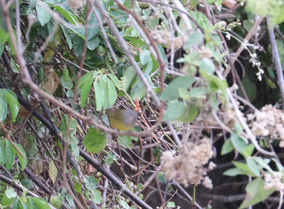 MacGillivray's Warbler - ML98864531