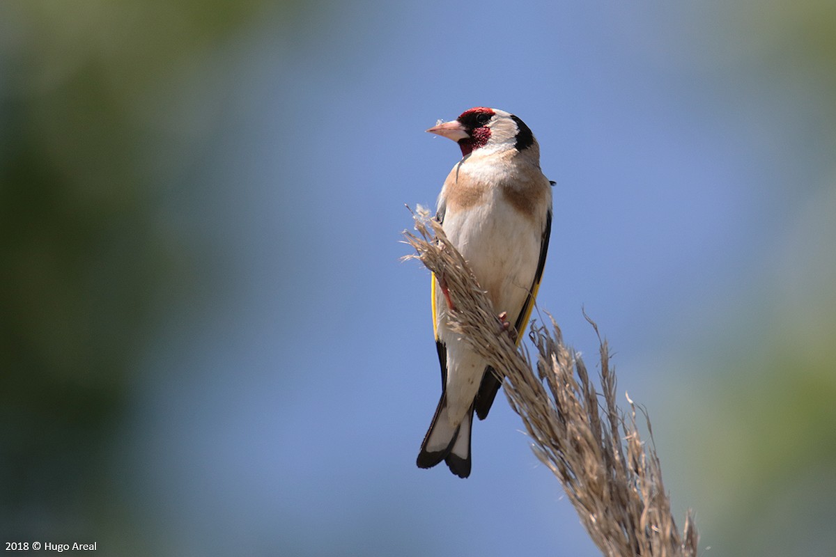 European Goldfinch - ML98867961