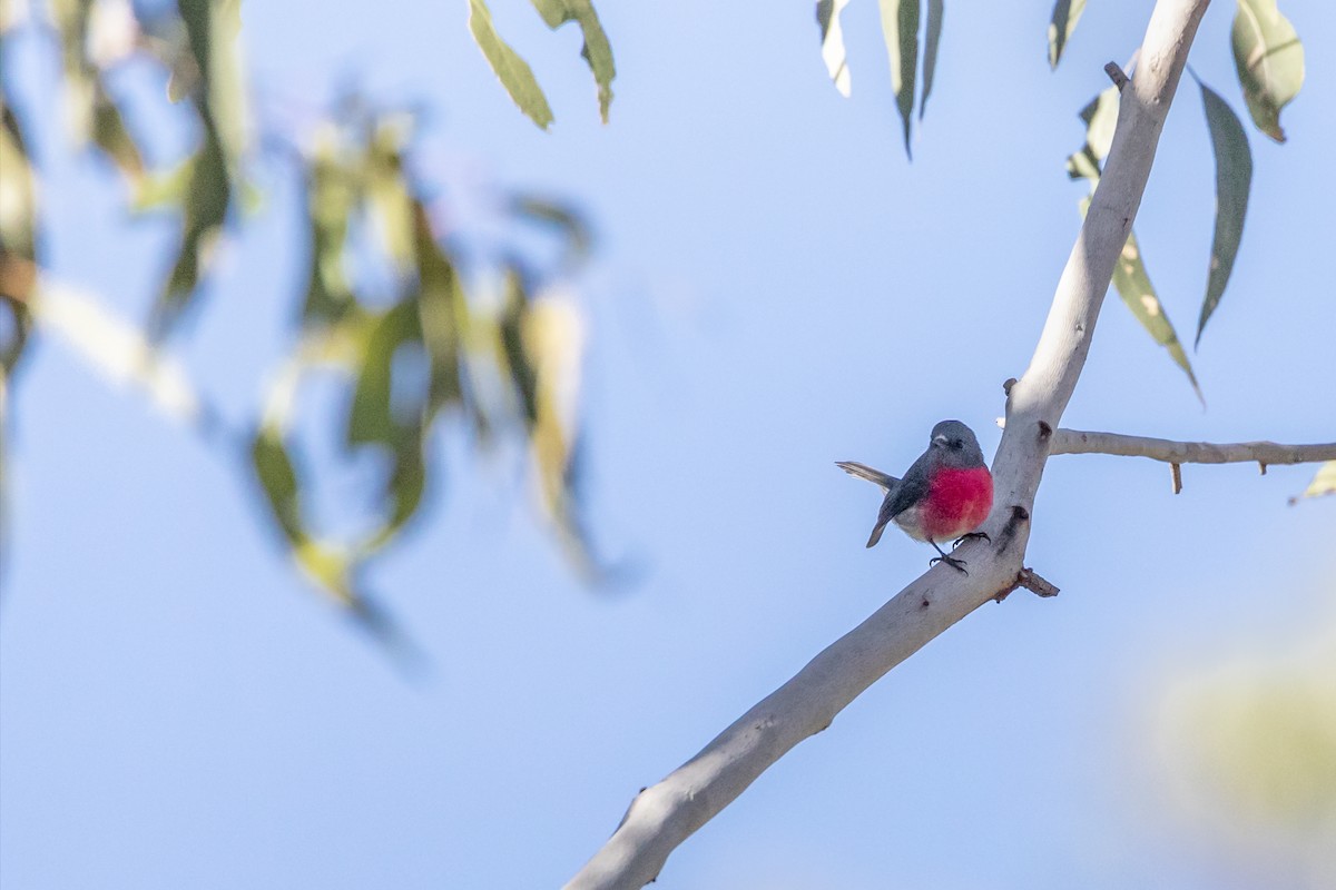 Rose Robin - Jan Clewett