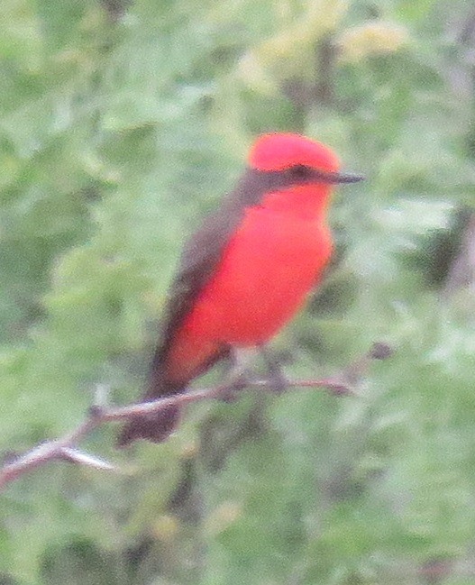 Vermilion Flycatcher - ML98868301