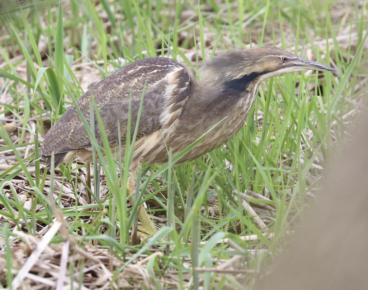 American Bittern - ML98868921