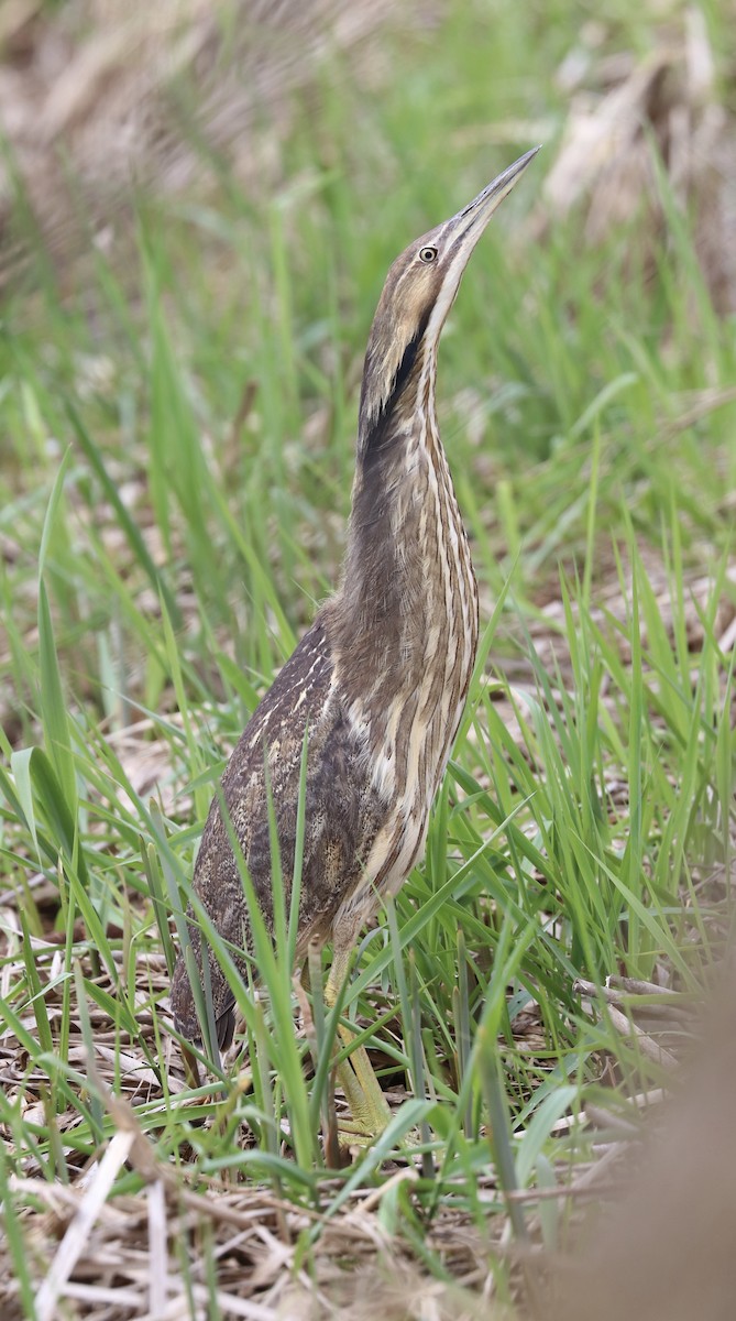 American Bittern - Elizabeth Curley