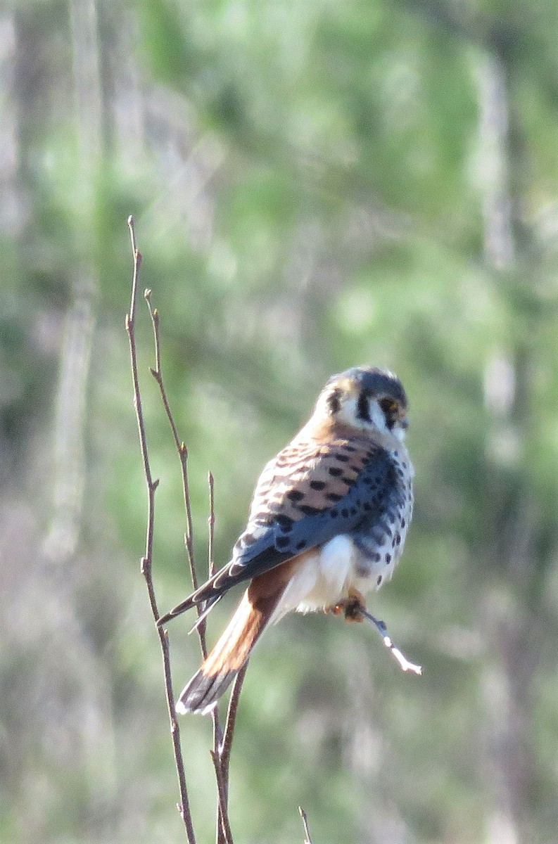 American Kestrel - ML98869451