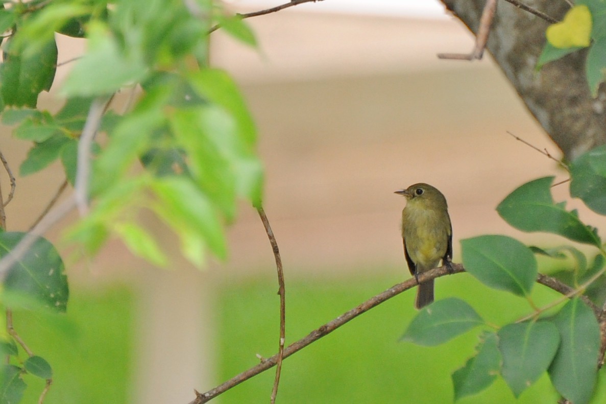 Yellow-bellied Flycatcher - ML98870071