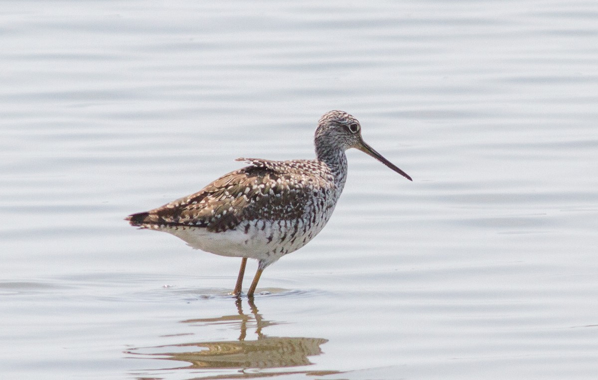 Greater Yellowlegs - ML98870761