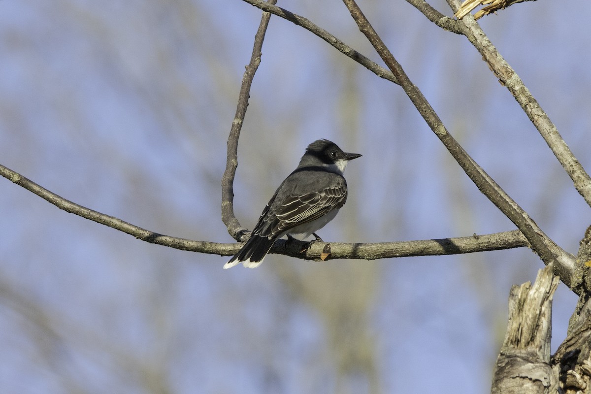 Eastern Kingbird - ML98872601
