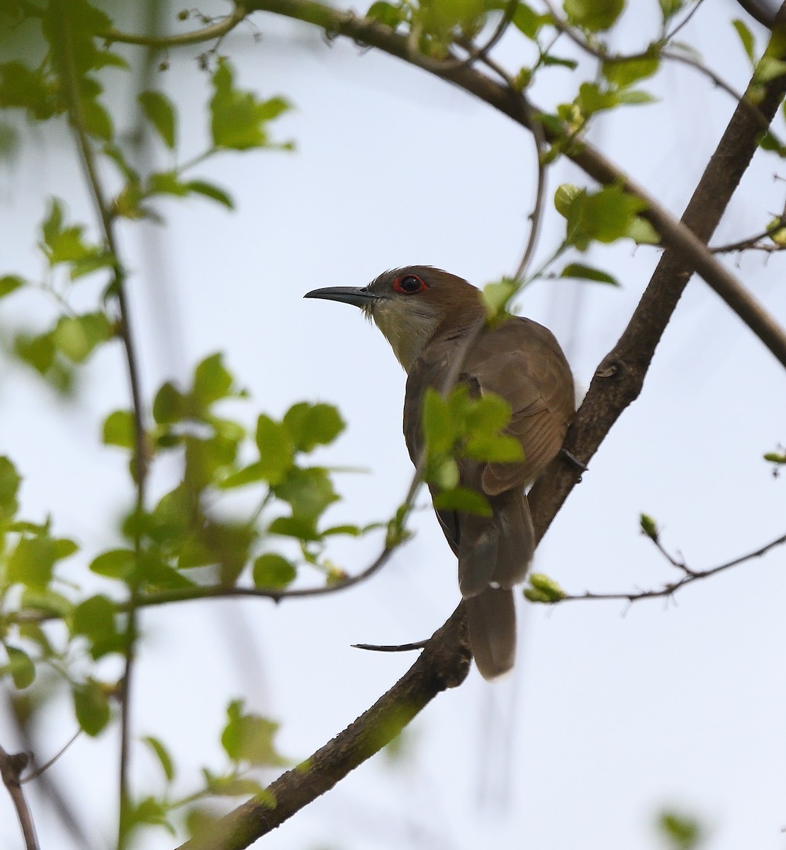 Schwarzschnabelkuckuck - ML98874121