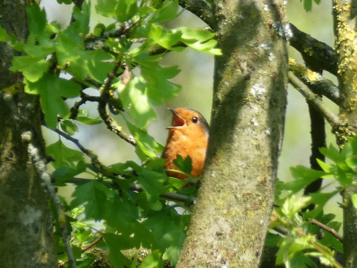 European Robin - ML98874571