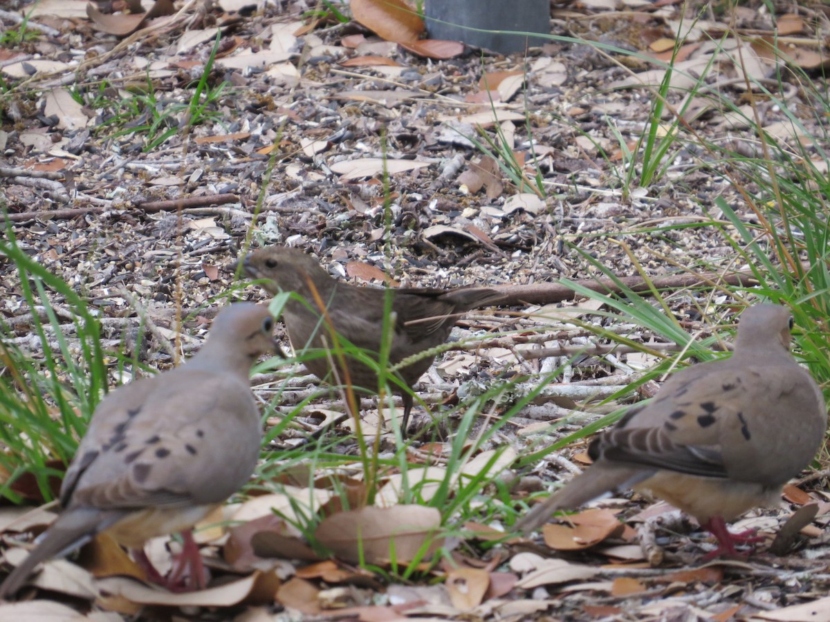 Mourning Dove - ML98874811