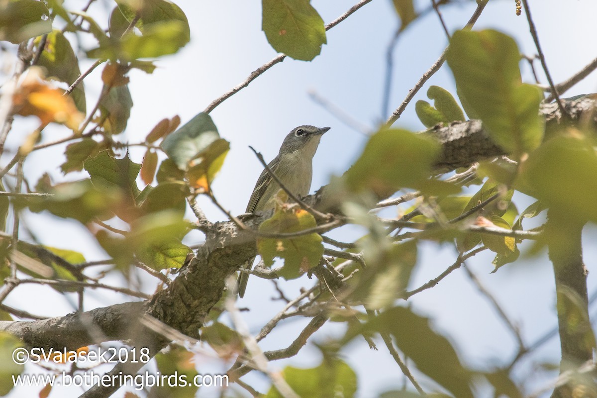 Cassin's Vireo - ML98874931