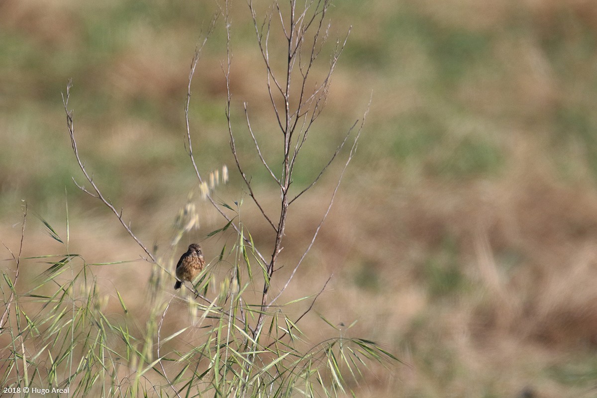 European Stonechat - Hugo Areal