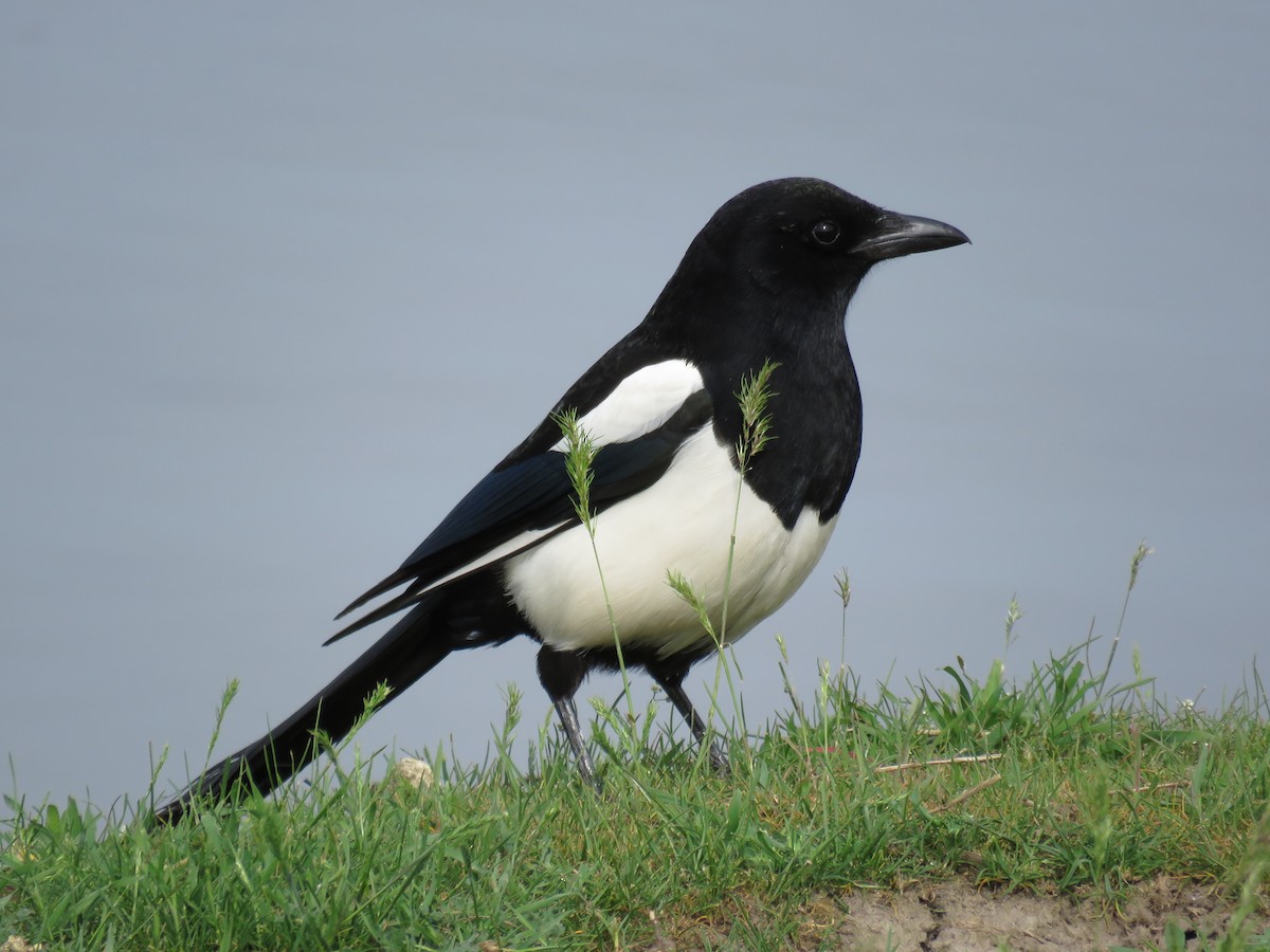 Mika iparramerikarra - ML98875851