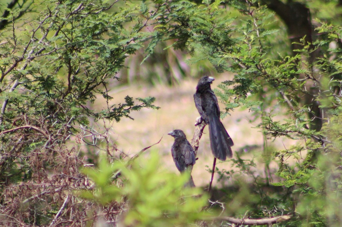 Groove-billed Ani - ML98878121