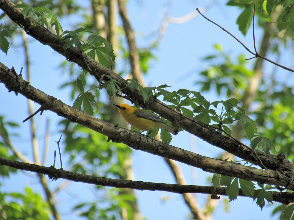 Prothonotary Warbler - ML98878501