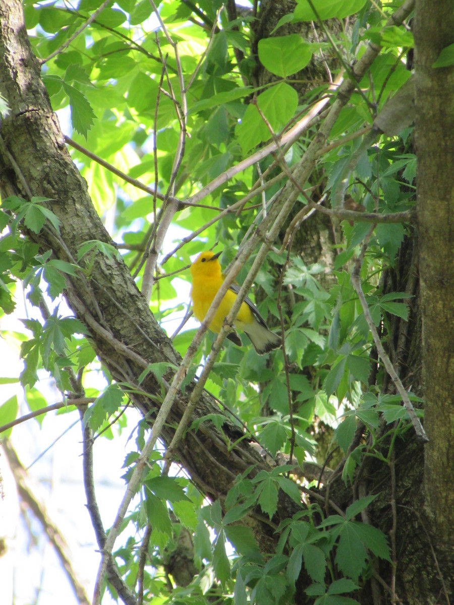 Prothonotary Warbler - ML98878521