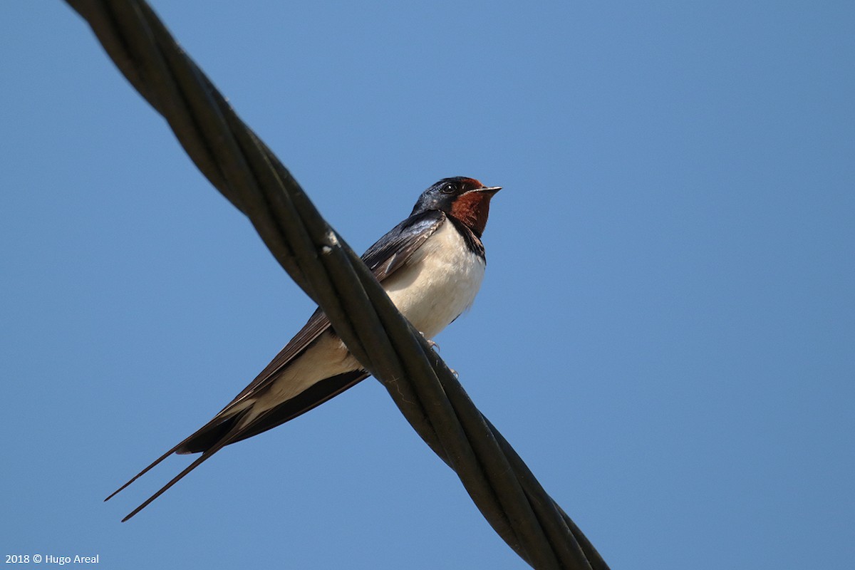 Barn Swallow - ML98878571