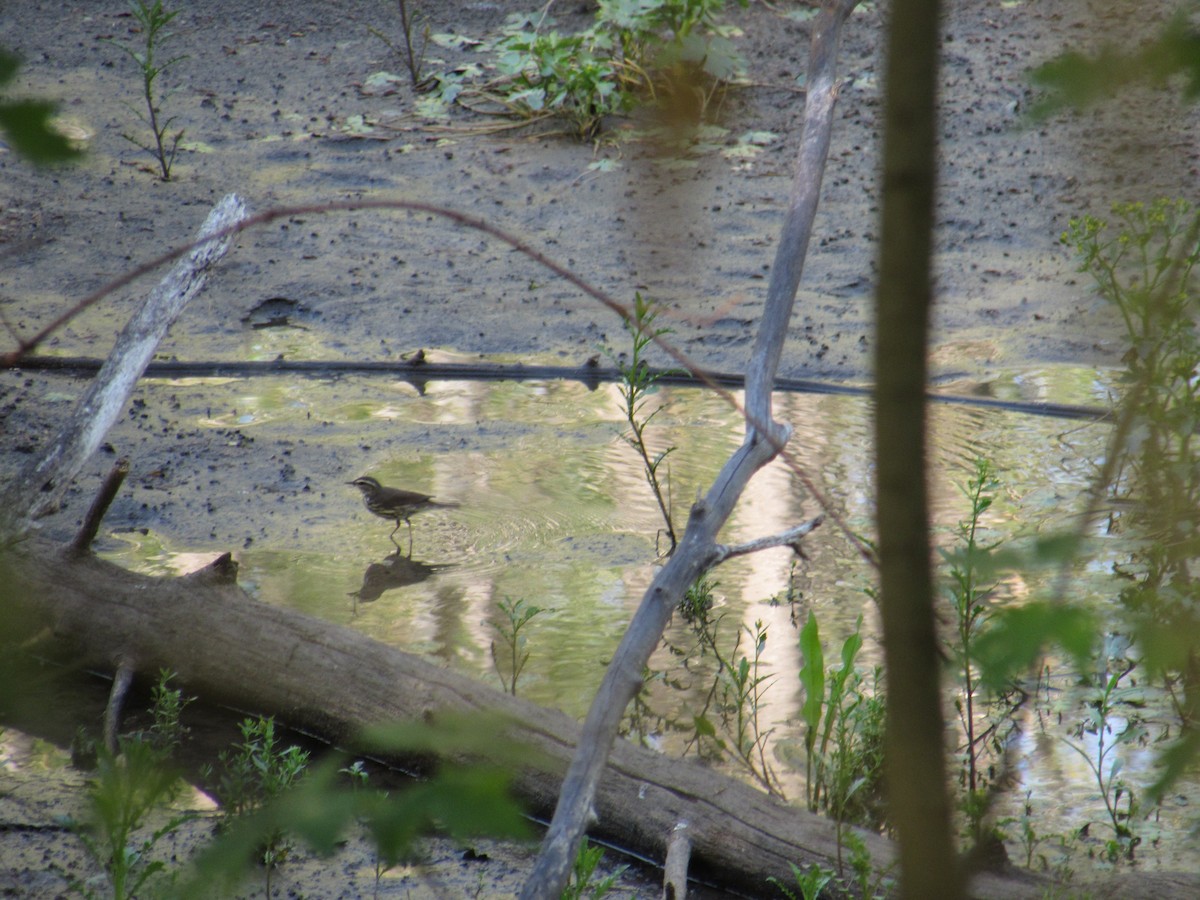 Louisiana/Northern Waterthrush - ML98878751