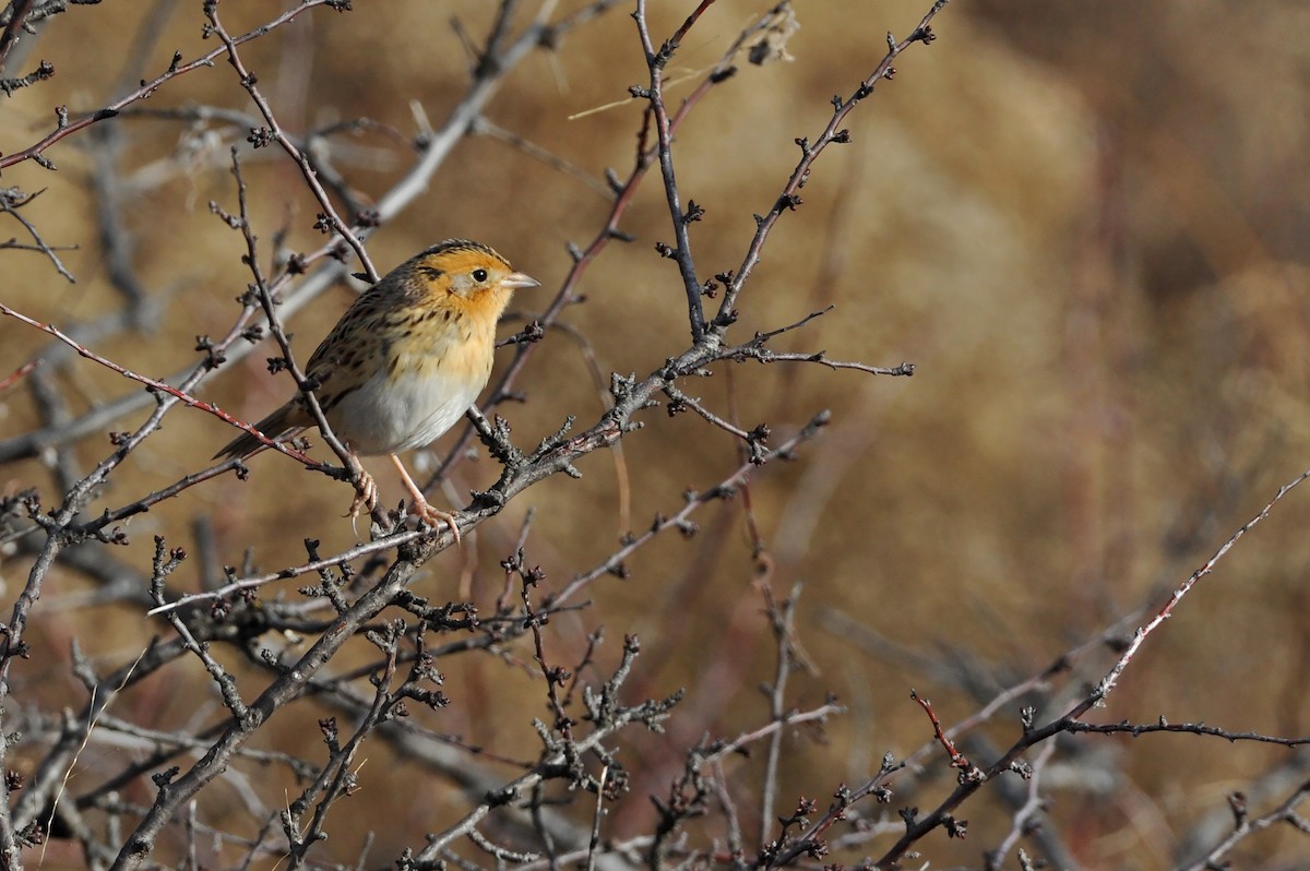 LeConte's Sparrow - ML98878941