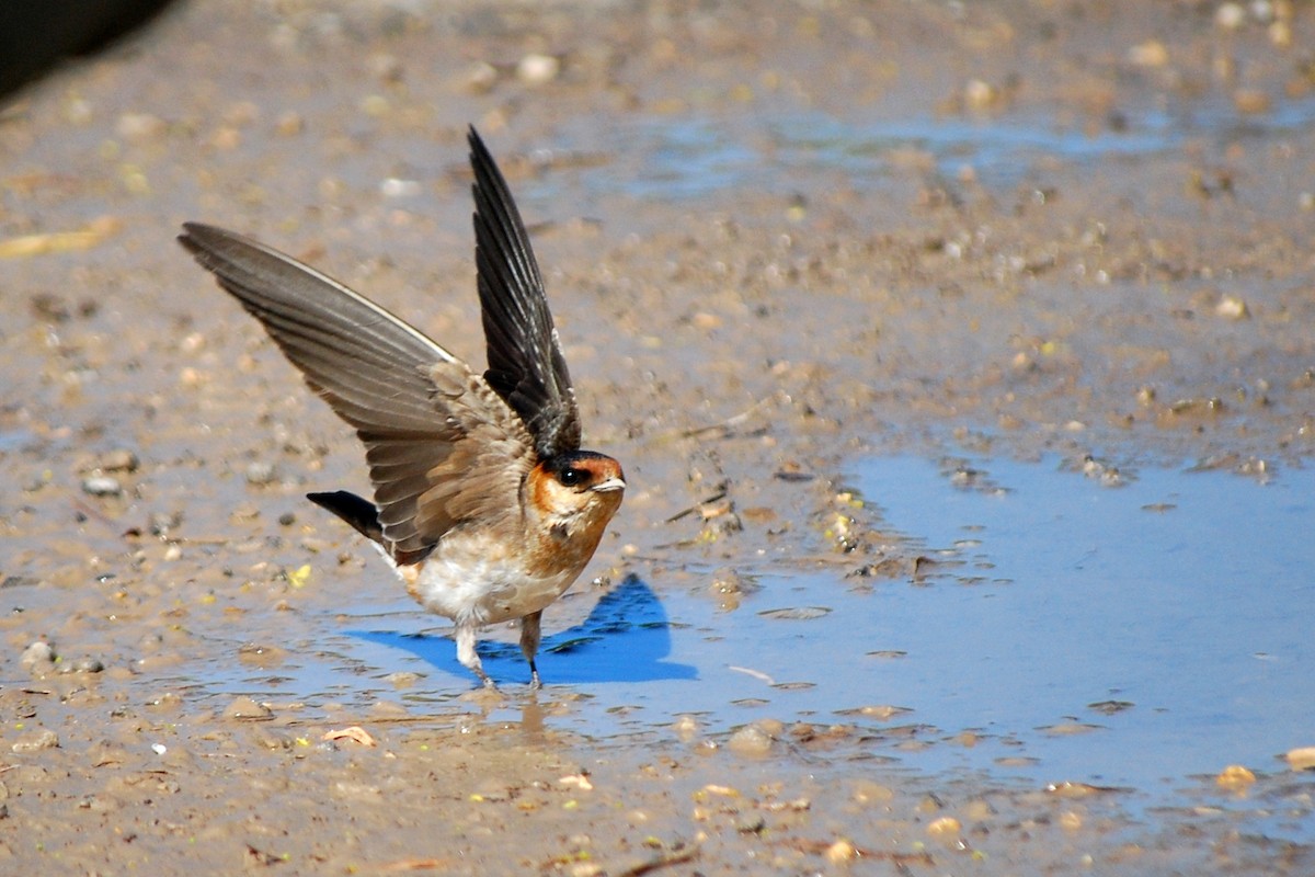 Cave Swallow - ML98880091