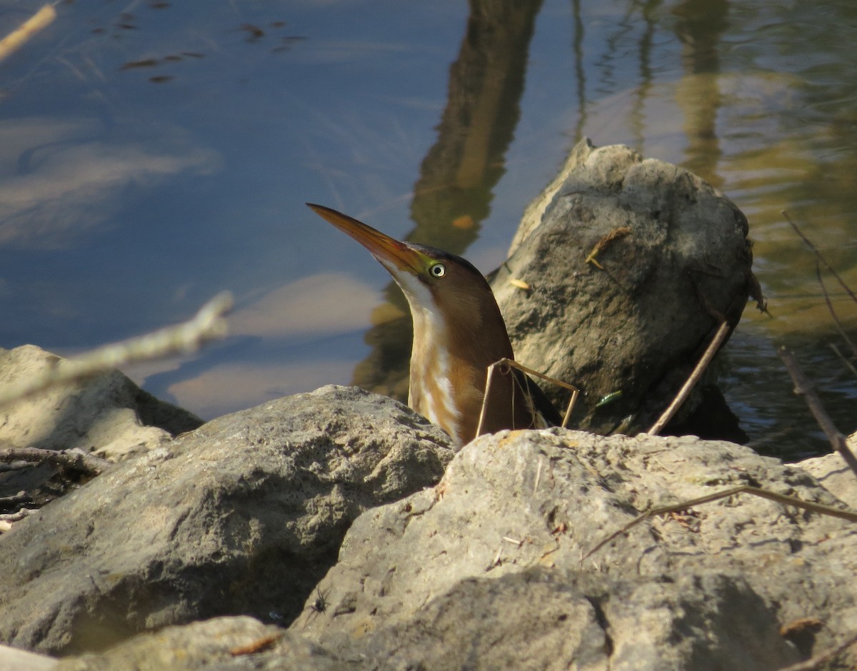 Least Bittern - ML98881901