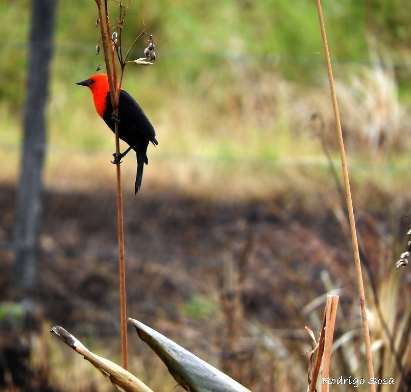 Scarlet-headed Blackbird - Carlos Rodrigo Sosa