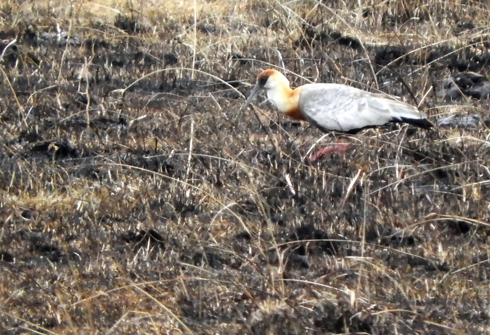 ibis bělokřídlý - ML98883591