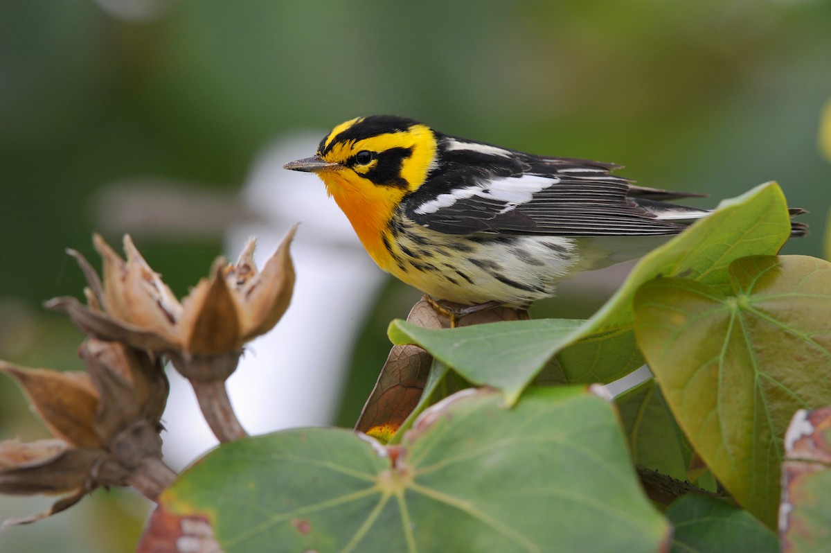 Blackburnian Warbler - Bryan Calk