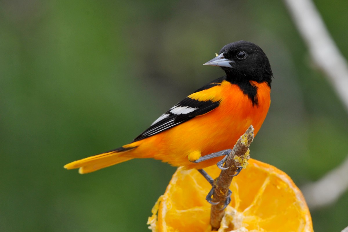 Baltimore Oriole - Bryan Calk