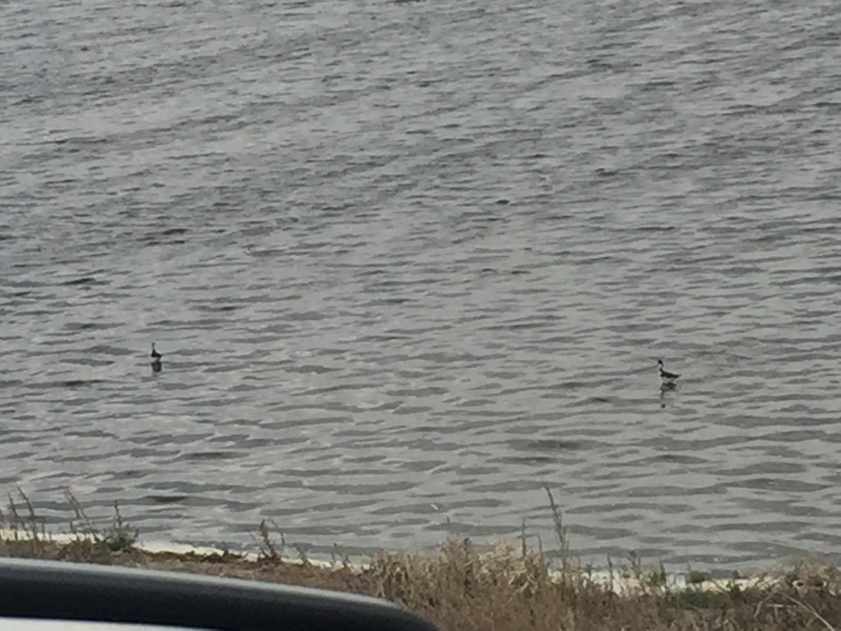 Black-necked Stilt - ML98885231